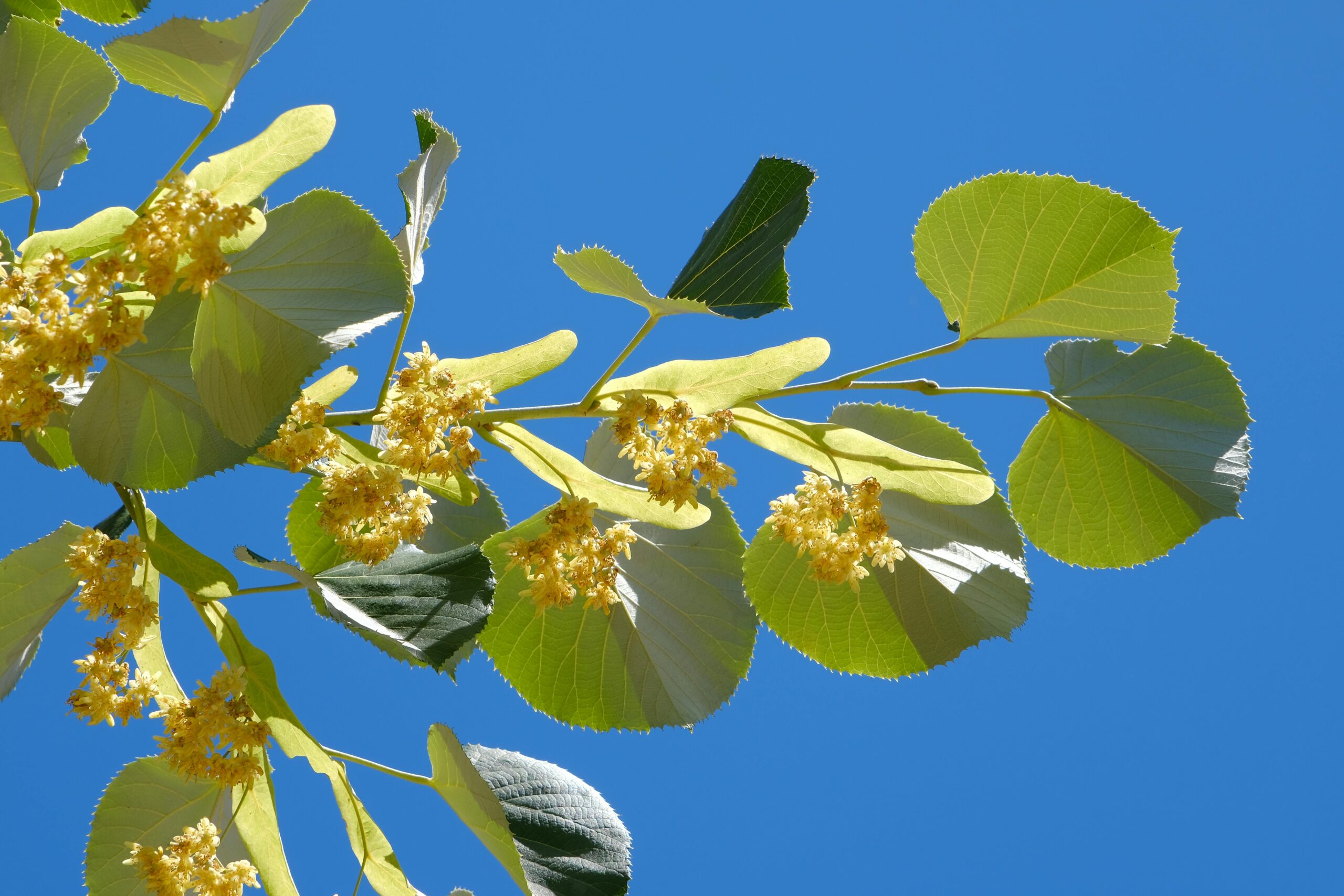 tilia
