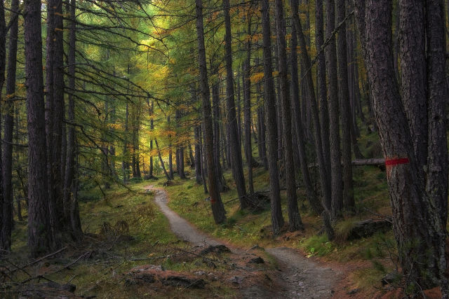 타라-다워의-Appalachian-Trail-FKT-기록-울트라러닝의-새로운-이정표